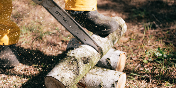 Chainsaw cutting tree